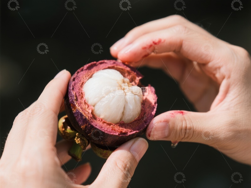 高清大图下载【趣麦麦图】双手剥开新鲜紫红色的山竹