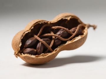 开口的坚果壳内含种子