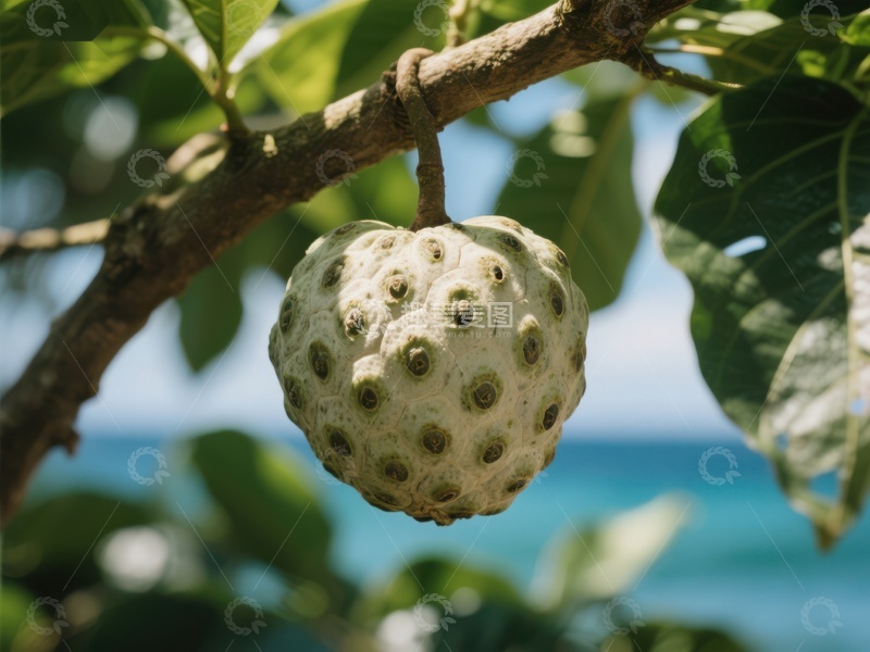 高清大图下载【趣麦麦图】树上挂满奇特果实
