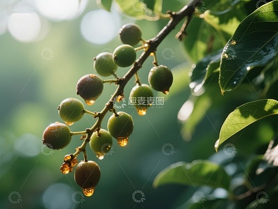 雨后枝头绿果晶莹剔透