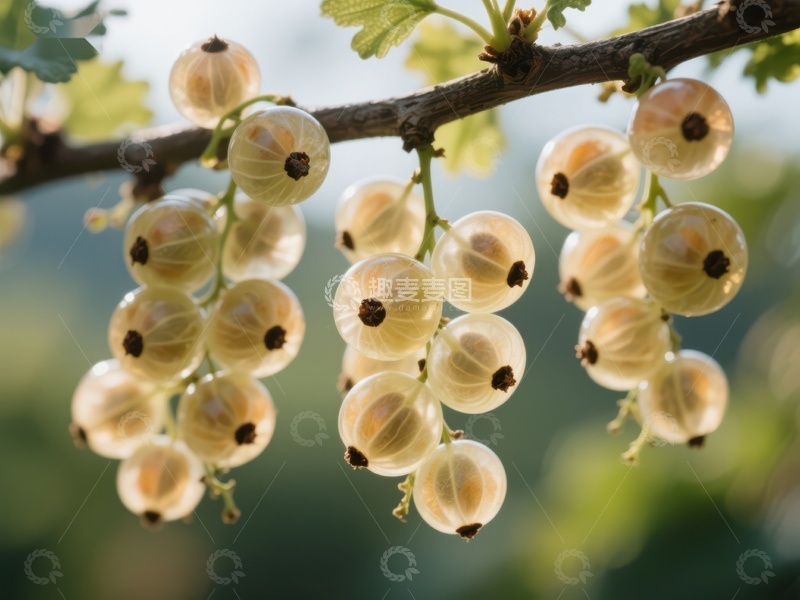 高清大图下载【趣麦麦图】枝头挂满晶莹剔透的白色浆果