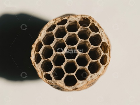 蜂巢结构的特写镜头