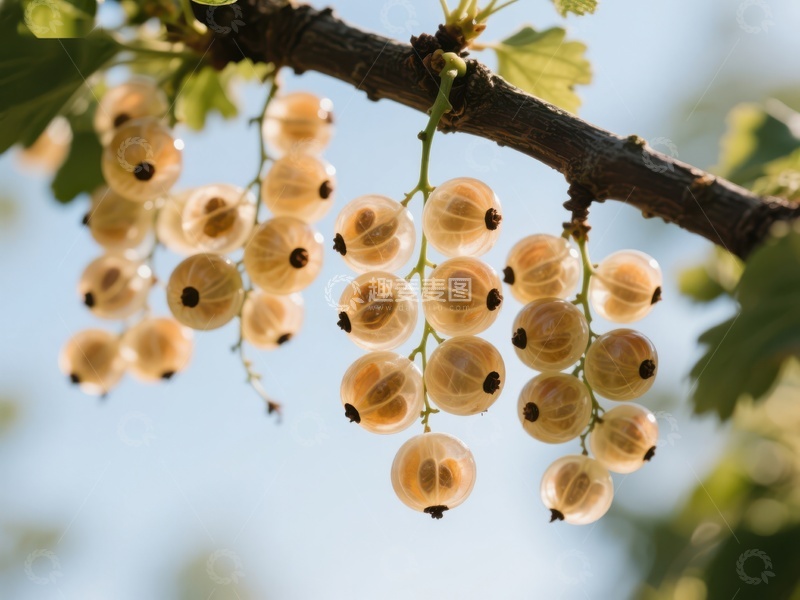 高清大图下载【趣麦麦图】枝头挂满透明果实