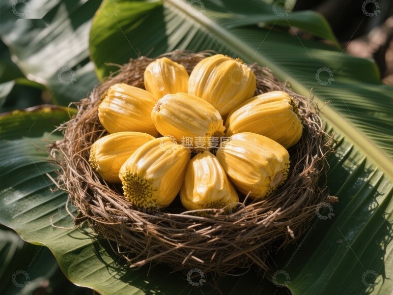 高清大图下载【趣麦麦图】巢中金黄色果实