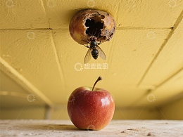 蜜蜂飞向腐烂苹果，新鲜苹果静置其下