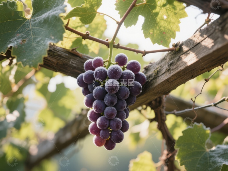 高清大图下载【趣麦麦图】葡萄藤上的紫葡萄