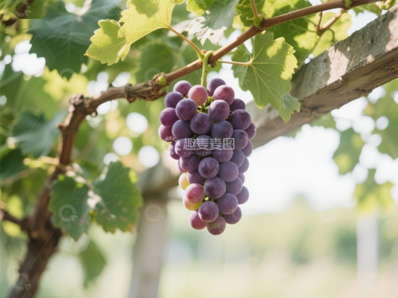 高清大图下载【趣麦麦图】葡萄藤上的紫葡萄