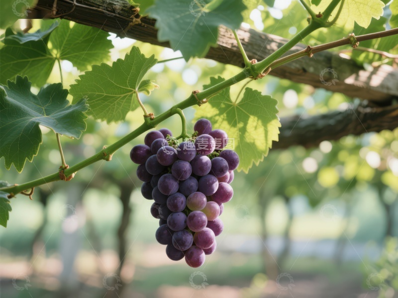 高清大图下载【趣麦麦图】葡萄藤上成熟的紫葡萄