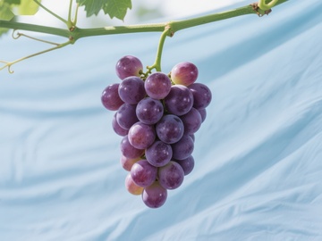 紫葡萄串在枝头挂满