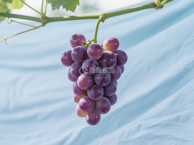 高清大图下载【趣麦麦图】紫葡萄串在枝头挂满