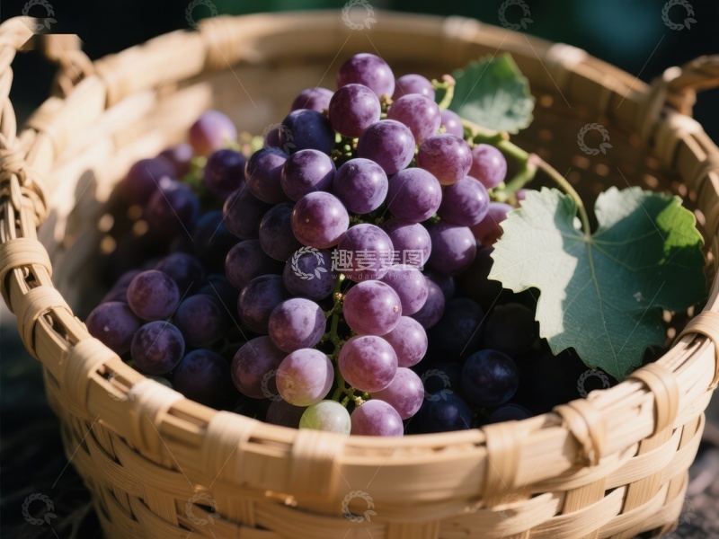 高清大图下载【趣麦麦图】篮子里的紫葡萄
