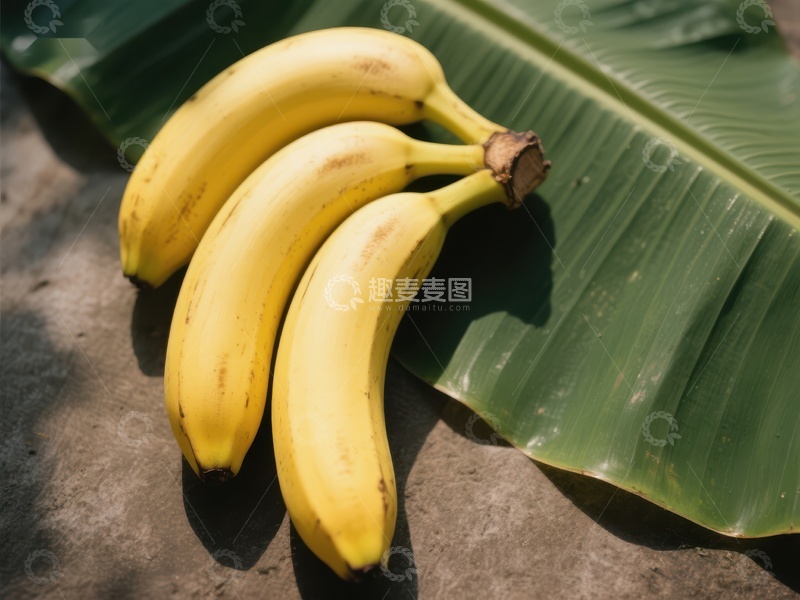 高清大图下载【趣麦麦图】三根香蕉置于绿叶之上