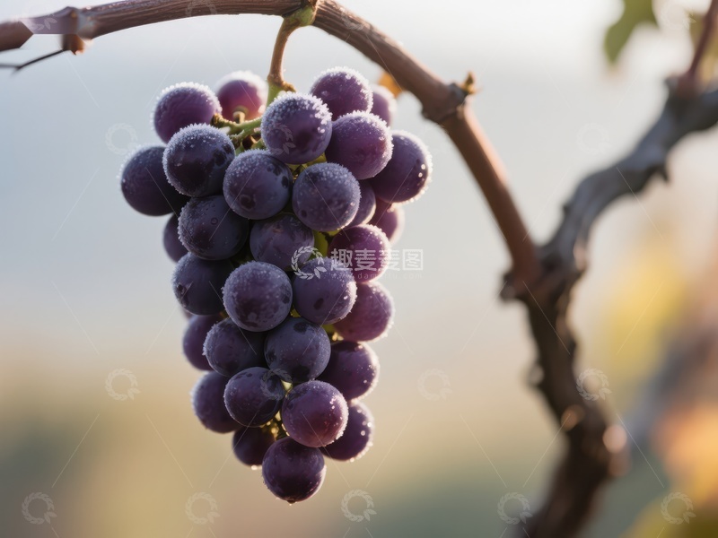 高清大图下载【趣麦麦图】葡萄串在枝头的特写