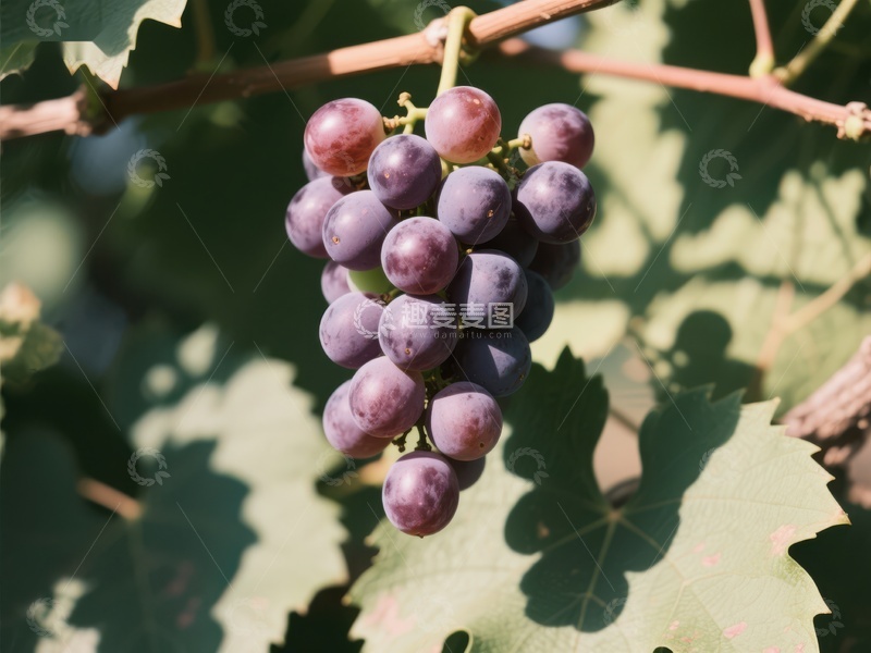 高清大图下载【趣麦麦图】阳光下的葡萄串