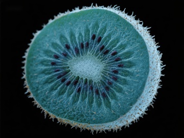 切面奇异果的微观结构