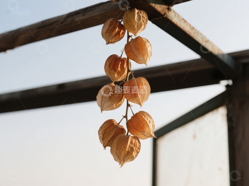 高清大图下载【趣麦麦图】干枯果实悬挂于木质结构
