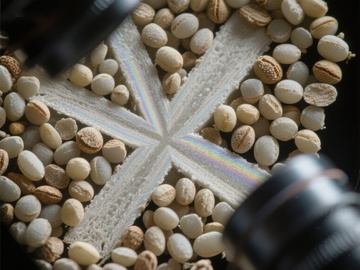 种子与粉末构成的星形图案