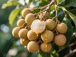 新鲜龙眼挂枝头，甜蜜汁液滴落