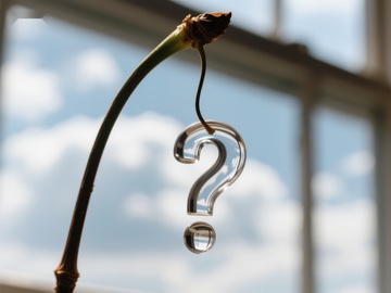 枝头悬挂的问号水滴