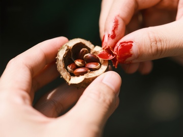 手剥核桃，染红手指的瞬间