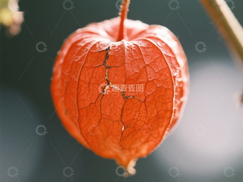 高清大图下载【趣麦麦图】干裂的橙色果实外壳