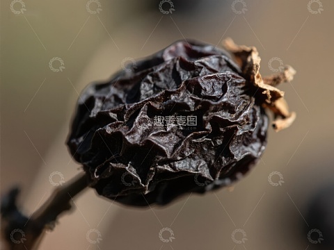干瘪果实的特写