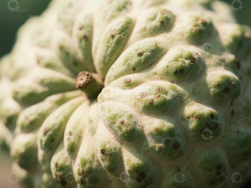 高清大图下载【趣麦麦图】新鲜番荔枝的特写