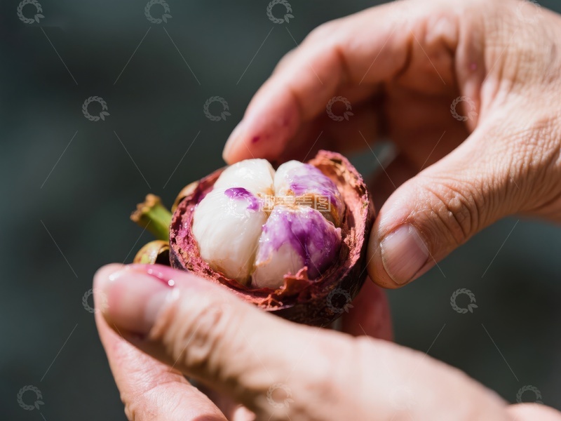高清大图下载【趣麦麦图】双手轻握新鲜紫白相间的水果