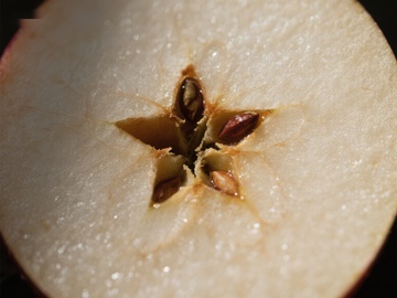 苹果切面特写，种子清晰可见