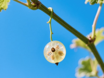 透明果实内部结构特写