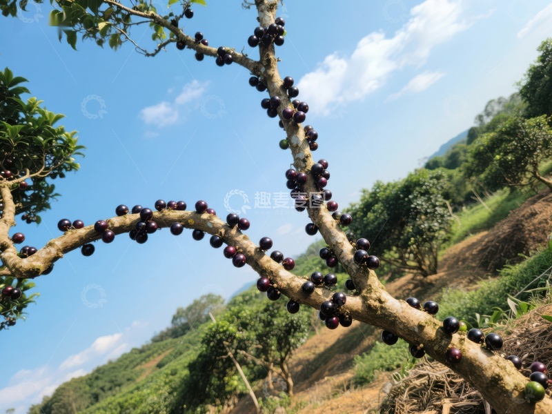 高清大图下载【趣麦麦图】枝头挂满果实的果树