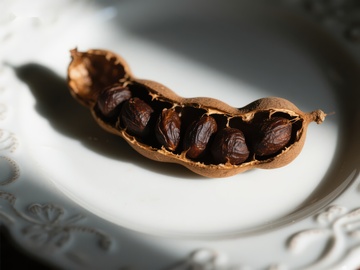 开裂豆荚中的种子