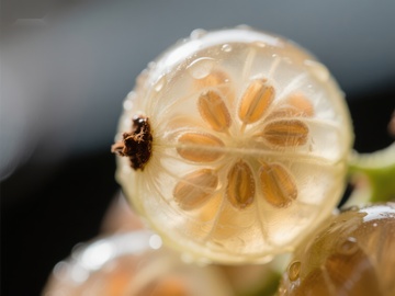 透明果实内部结构特写