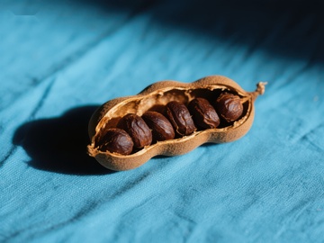 打开的花生壳与饱满花生仁