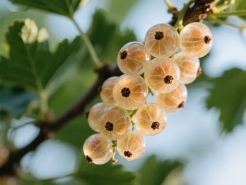 枝头上的白色浆果
