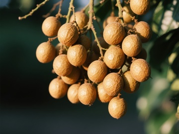 枝头挂满成熟的龙眼果实