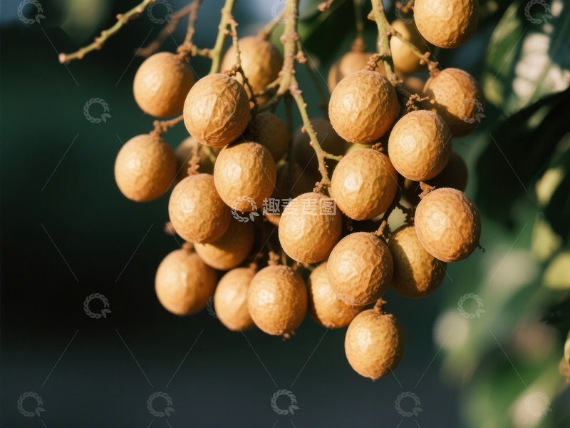 高清大图下载【趣麦麦图】枝头挂满成熟的龙眼果实