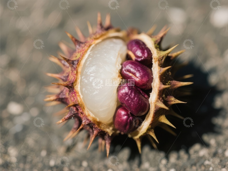 高清大图下载【趣麦麦图】刺果中的紫色种子