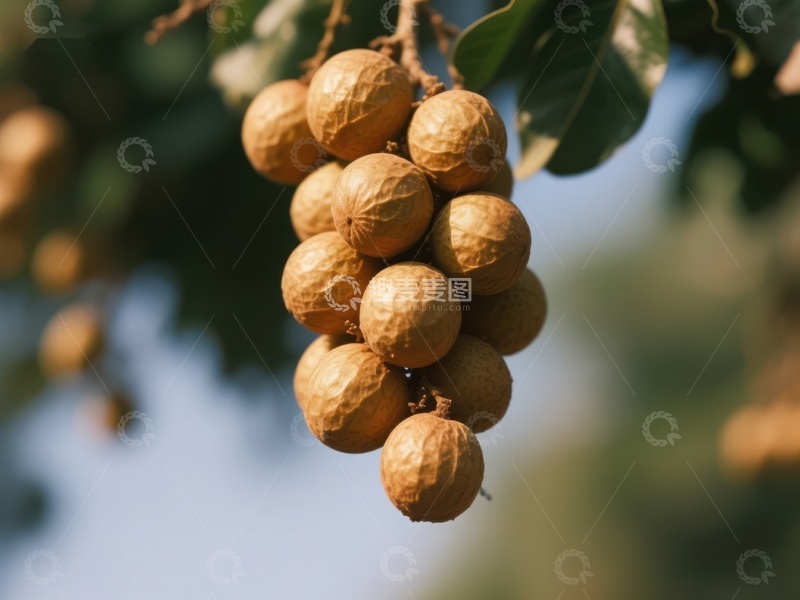 高清大图下载【趣麦麦图】阳光下的龙眼果实