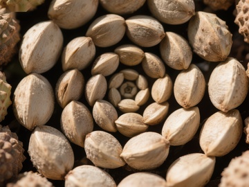 螺旋排列的种子特写