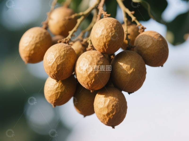 高清大图下载【趣麦麦图】新鲜龙眼挂枝头