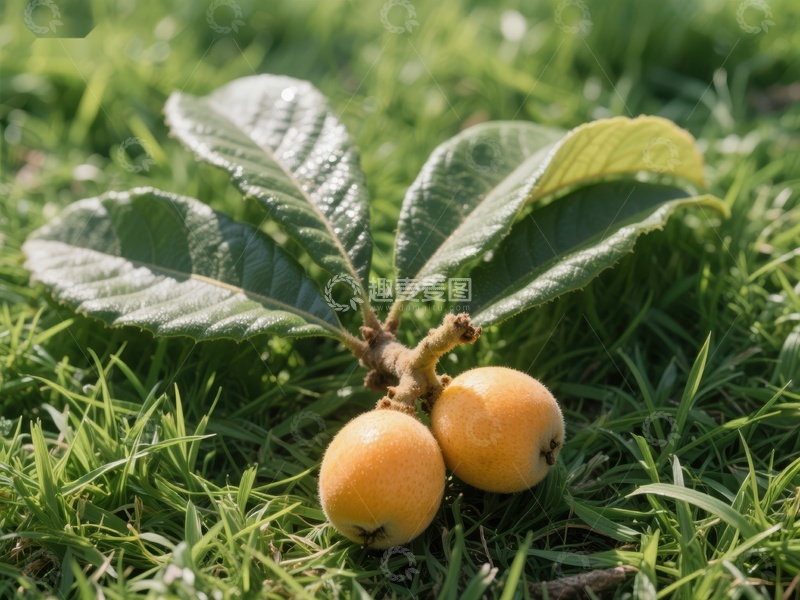 高清大图下载【趣麦麦图】草地上成熟的枇杷果实