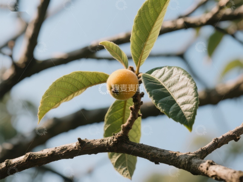 高清大图下载【趣麦麦图】枝头上的枇杷果实