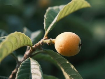 枝头成熟的枇杷果实