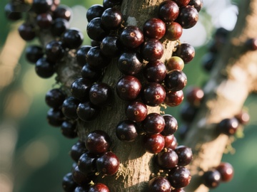 树上成熟的深色果实