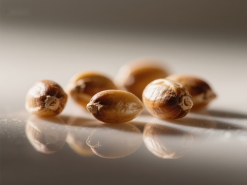 几颗谷物种子的特写