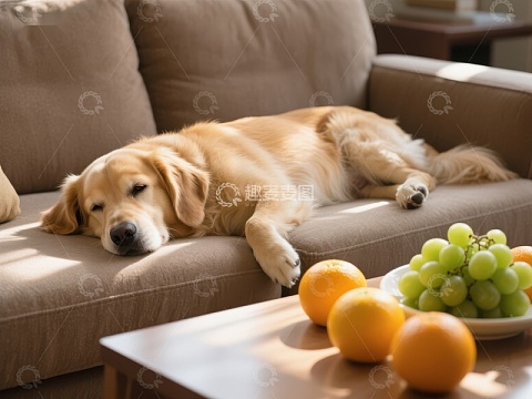金毛犬在沙发上休息，前方摆放水果