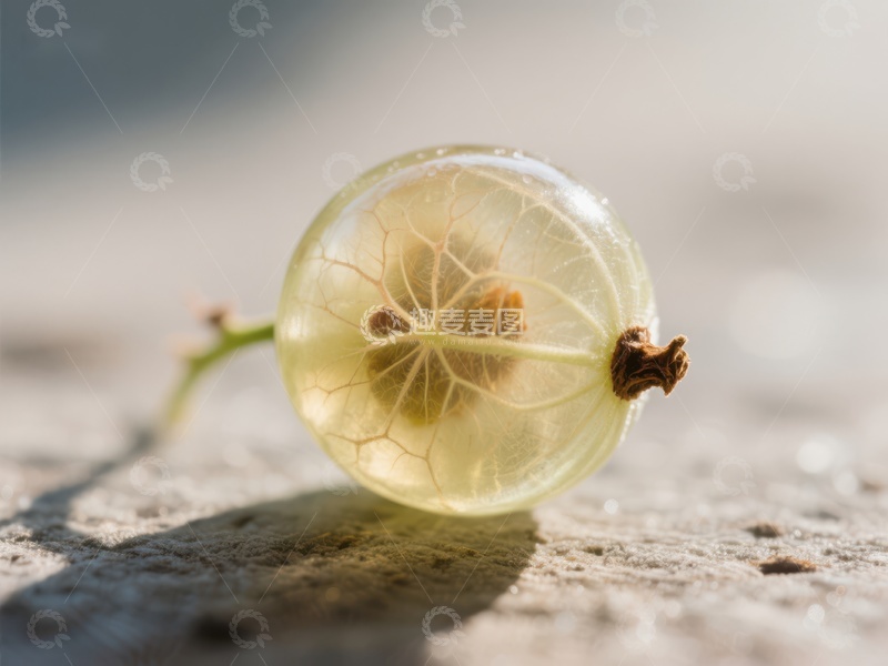 高清大图下载【趣麦麦图】透明果实的内部结构特写