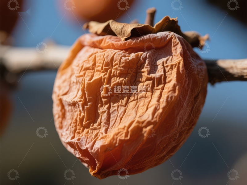 高清大图下载【趣麦麦图】树上干瘪的柿子特写