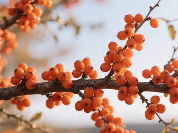 枝头挂满橙色浆果